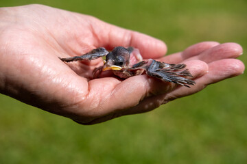 Abandoned Cape Sparrow chick nestles into someone's palm, snuggling for warmth and protection