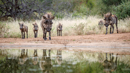 Common warthog family walking front view to waterhole in greater Kruger National park, South Africa ; Specie Phacochoerus africanus family of Suidae