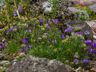 Obraz premium Edraianthus (rock bells or grassy bells) is a small genus of flowering plants in the family Campanulaceae