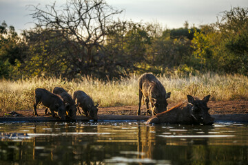 Common warthog family drinking and bathing in waterhole in greater Kruger National park, South...