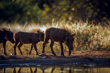 Three Common warthog walking backlit to waterhole in morning light in greater Kruger National park,...