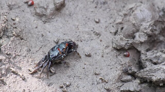 a small colorful fiddler crab standing cover a hole on the mud floor in swamp mangrove forest