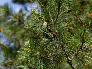  The Rumelian pine , or Balkan pine , or Macedonian pine ( Latin- Pinus peuce ), is an evergreen monoecious narrow -pyramidal tree of medium height, a species of the genus Pine