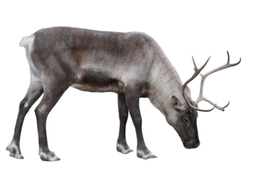 Reindeer grazing on the ground with antlers visible and a detailed coat in a natural pose white background cutout