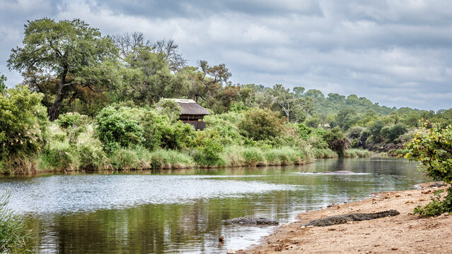 Nile crocodile in river scenery in Greater Kruger National park, South Africa ; Specie Crocodylus niloticus family of Crocodylidae
