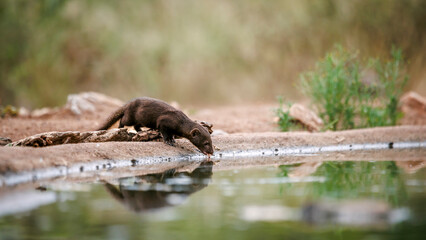 Slender mongoose drinking in waterhole with reflection in Greater Kruger National park, South...