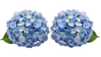 Two blue hydrangea flowers isolated on transparent background