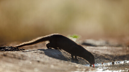 Slender mongoose drinking backlit in waterhole in Greater Kruger National park, South Africa;...
