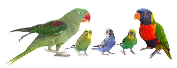 Different parrots on white background. Cute pet