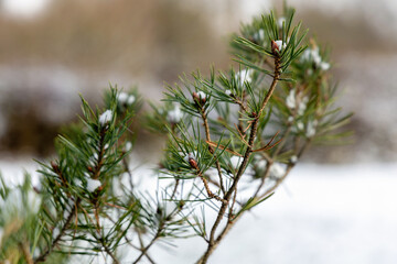 Frozen pine branch with snow and soft background.