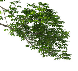 Tree branch PNG. green tree branch on transparent background. green leaf tree branch isolated on transparent background. isolate PNG Green leaves for corner. PNG Corner tree on transparent background.