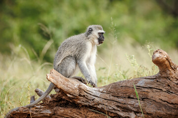 Obraz premium Vervet monkey seated on a log in Greater Kruger National park, South Africa ; Specie Chlorocebus pygerythrus family of Cercopithecidae