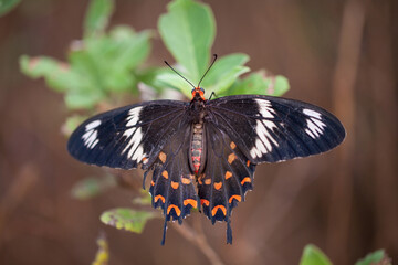 beautiful butterfly on a branch in  forest
