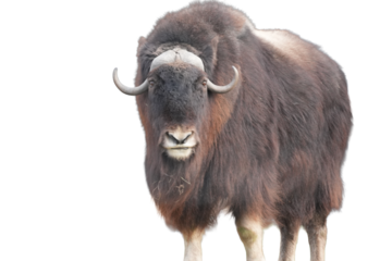 Musk ox standing upright with a thick coat and prominent curved horns against a bright background studio shot on white and transparent