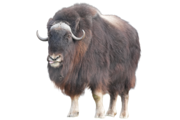 Musk ox standing confidently with its thick fur and curved horns showcasing its majestic presence on white and transparent