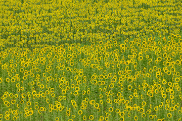 Campos de girasoles cerca de Vejer de la Frontera, provincia de C&aacute;diz, Andaluc&iacute;a, Espa&ntilde;a.