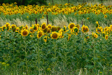 Campos de girasoles cerca de Vejer de la Frontera, provincia de C&aacute;diz, Andaluc&iacute;a, Espa&ntilde;a.