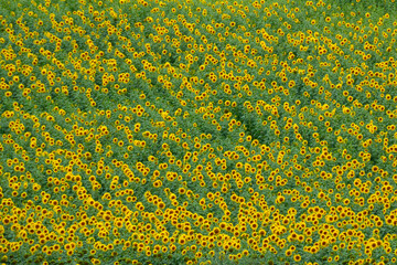 Campos de girasoles cerca de Vejer de la Frontera, provincia de C&aacute;diz, Andaluc&iacute;a, Espa&ntilde;a.