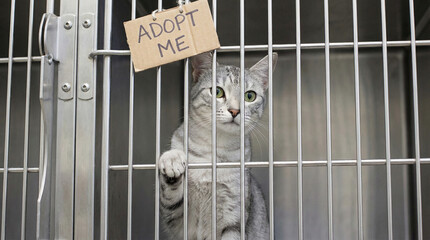 Gray cat looking through cage bars with adopt me sign  