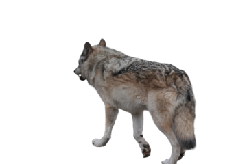 Wolf walking away with a detailed fur coat showcasing various shades of gray and brown on white and transparent