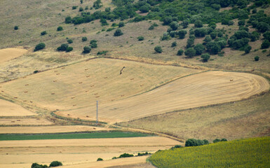 Buitre sobrevolando los campos cerca de Vejer de la Frontera, provincia de C&aacute;diz, Andaluc&iacute;a, Espa&ntilde;a.