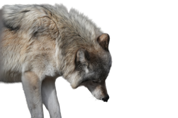 Wolf looking down with a detailed fur coat and prominent features against a clean background studio shot on white and transparent