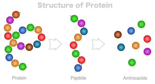 Structure of protein, amino acids, peptide chain, polypeptide, anatomy. DNA formation, protein compound digestion. Primary, secondary bonds. Contrast color,. Vector illustration