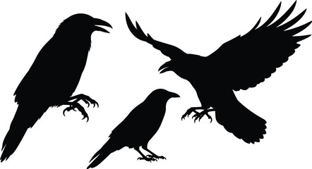 Obraz premium Crow bird silhouettes set in flight and standing poses, dark raven wildlife shapes, black vector illustration isolated on white background