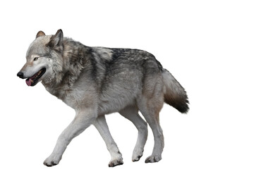 A gray wolf walking elegantly on a white background showcasing its natural beauty and grace png...