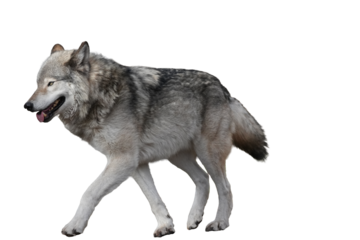 A gray wolf walking elegantly on a white background showcasing its natural beauty and grace png with transparency
