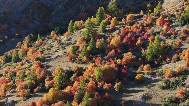 Drone view of autumn forest with vibrant fall colors