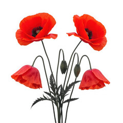 Naklejka premium Vibrant poppies isolated on transparent background