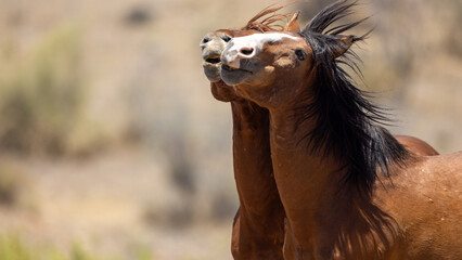 Wild Horse Stallions Fighting for Dominance at Salt River Arizona United States