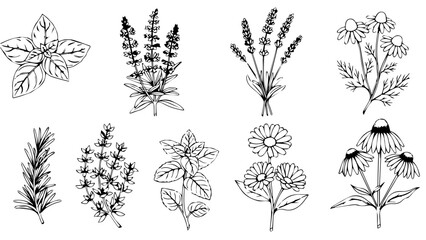Collection of botanical illustrations isolated on white background, Vector