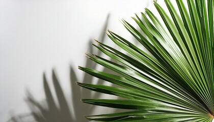 summer green palms with shadows against white background minimal top view concept creative sunny backdrop with negative space
