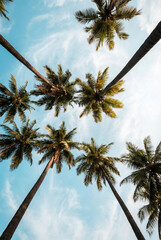 palm beach with ocean sky and trees