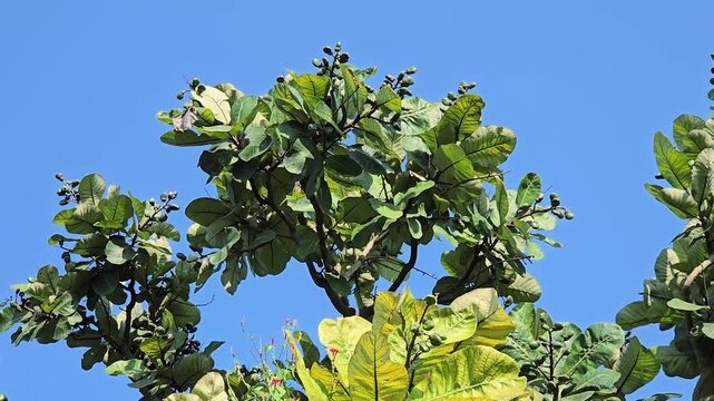 The Marking Nut tree (Semecarpus anacardium) is a fire-resistant deciduous tree known for its toxic nut resin. The nut produces an oil used as a natural termite repellent.