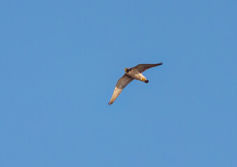 The peregrine falcon a bird of prey, glides through the sky.