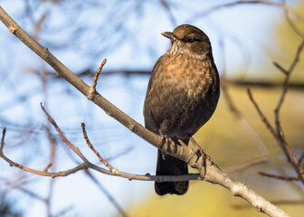 European blackbird