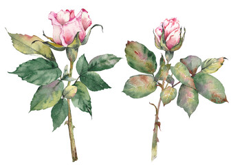 Watercolor illustration of a pink rose flowers. Hand-painted botanical clip art, isolated on a white background. Perfect for wedding invitations, branding, packaging, cards, scrapbooking, and other