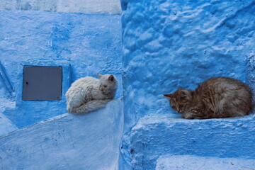 Two drowsy stray cats -white and orange tabby- early in the morning on a medina street, customarily painted in shades of blue. Chefchaouen-Morocco-022