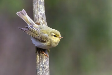 Wood Warbler