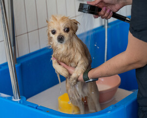 Cute Pomeranian at the grooming. Dog in the shower. 