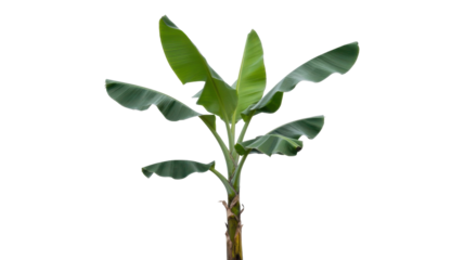 Banana tree plant with large leaves