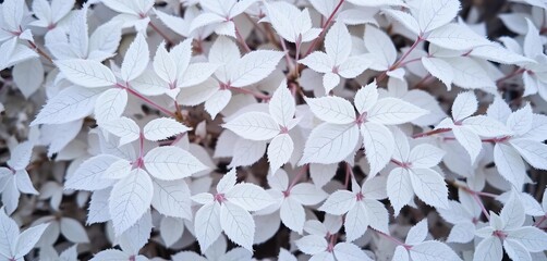 Pristine white foliage showcasing intricate frosty patterns on delicate leaves, a tranquil winter scene,  intricate,  botanical