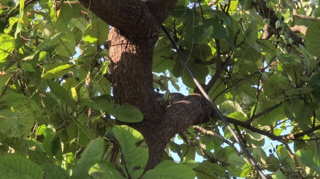 The Marking Nut tree (Semecarpus anacardium) is a medium-sized deciduous tree growing up to 15m. It has large, stiff leaves, and produces a black, toxic fruit on an orange base.