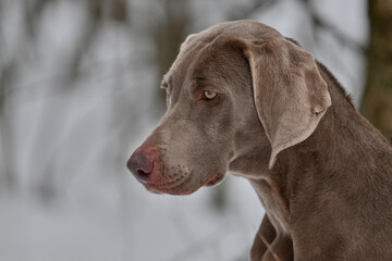 portrait of a weimaraner in the snow