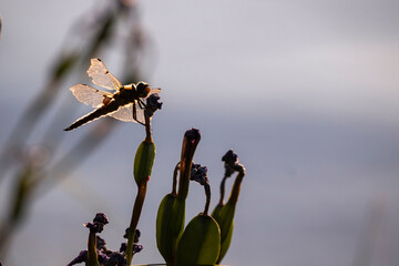 Dragonfly at Birch Lake in Alaska