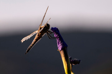 Dragonfly on a flower in Alaska.