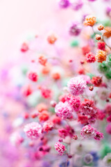 Vibrant Multicolored Gypsophila Blooms on Soft Pastel Background